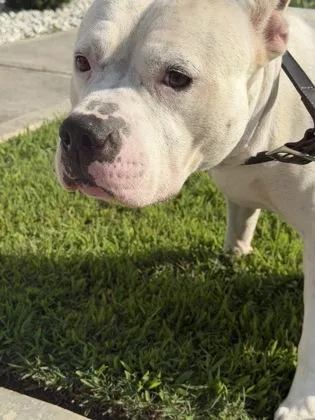 An adult large-sized male Mixed Breed dog named Regigigas for adoption in Atlanta, GA