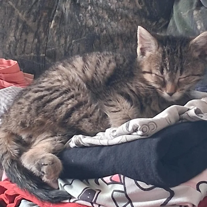 A baby small-sized male Brown / Chocolate American Shorthair cat named Little Bug for adoption in Lynchburg, VA