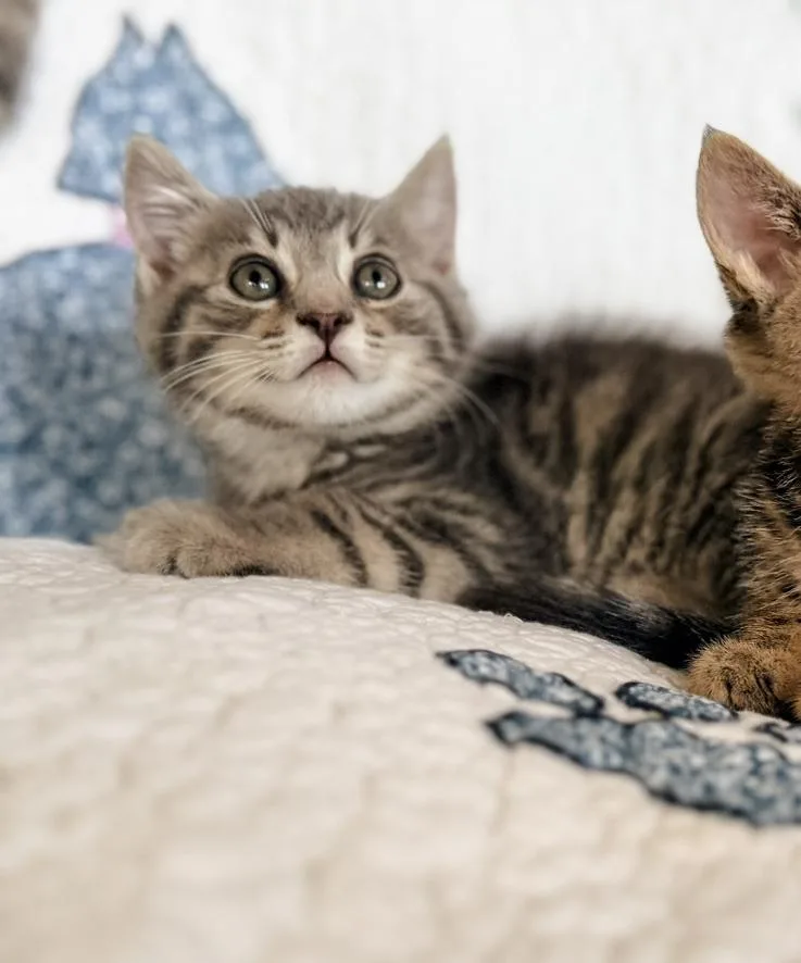 A baby medium-sized male Tabby (Brown / Chocolate) Domestic Short Hair cat named Mochi for adoption in Philadelphia, PA