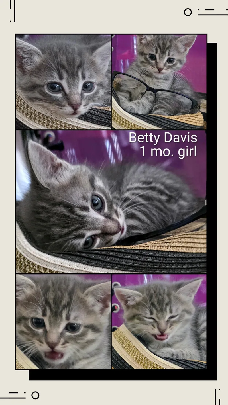 A baby medium-sized female Tabby (Gray / Blue / Silver) Tabby cat named Betty Davis for adoption in Monrovia , CA