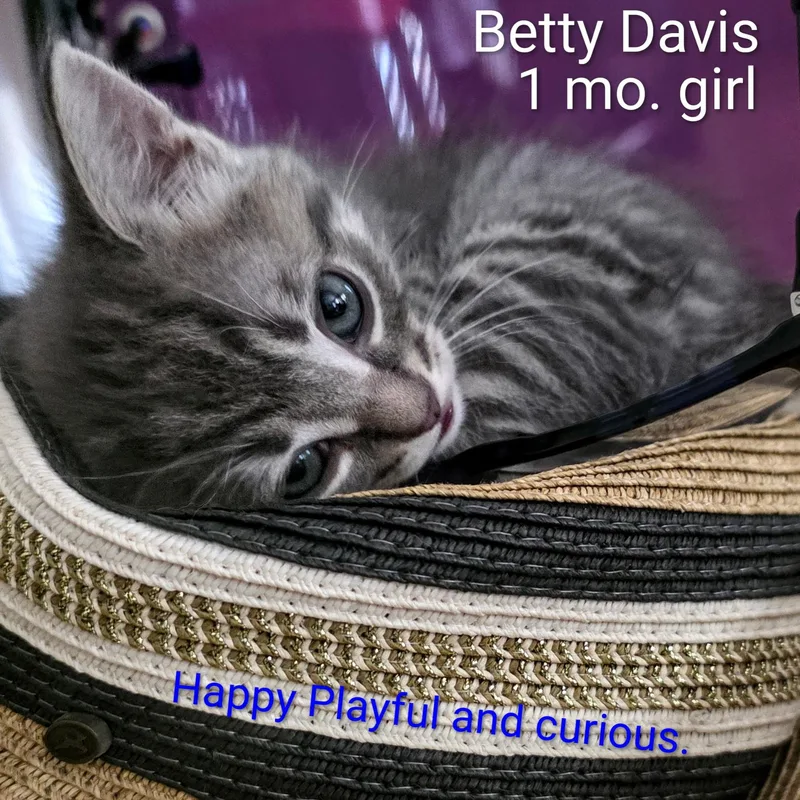 Betty Davis thumbnail 2
