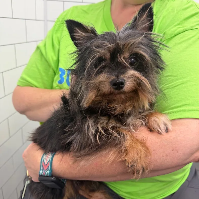 An adult small-sized male Black Yorkshire Terrier dog named Tabasco for adoption in Morganton, NC