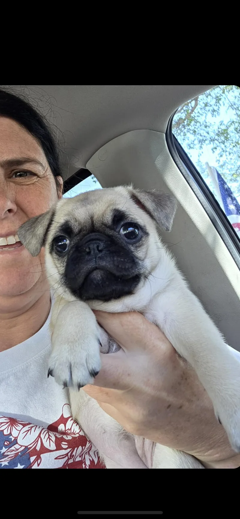 A baby small-sized female Apricot / Beige Pug dog named Ivy for adoption in Hamden, CT