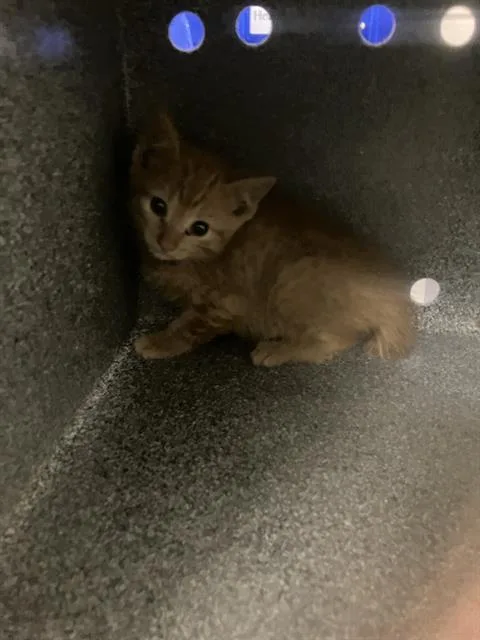 A young small-sized male Domestic Short Hair cat named Charlie for adoption in Dallas, TX