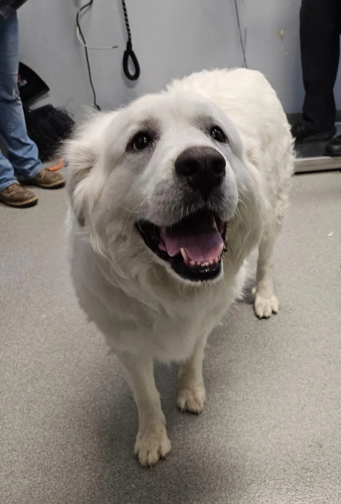 An adult medium-sized female Great Pyrenees dog named Princess for adoption in Bloomington, IN