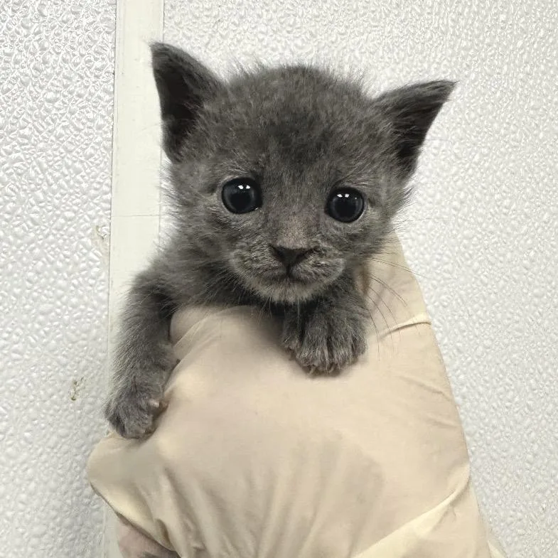 A baby small-sized male Gray / Blue / Silver Domestic Short Hair cat named Pocky for adoption in Abilene, TX