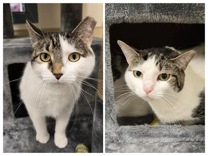 An adult large-sized female Tabby (Brown / Chocolate) Tabby cat named Taylor And Swiftie Bonded for adoption in New Rochelle, NY