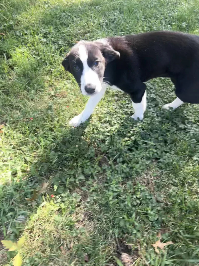 A baby large-sized female Siberian Husky dog named Gemma for adoption in St. Louis, MO