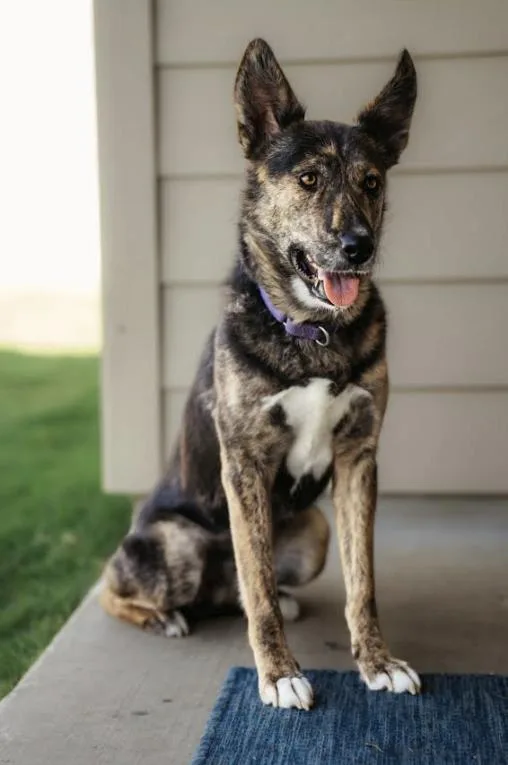 A young large-sized female Dutch Shepherd dog named Millie for adoption in Pflugerville, TX