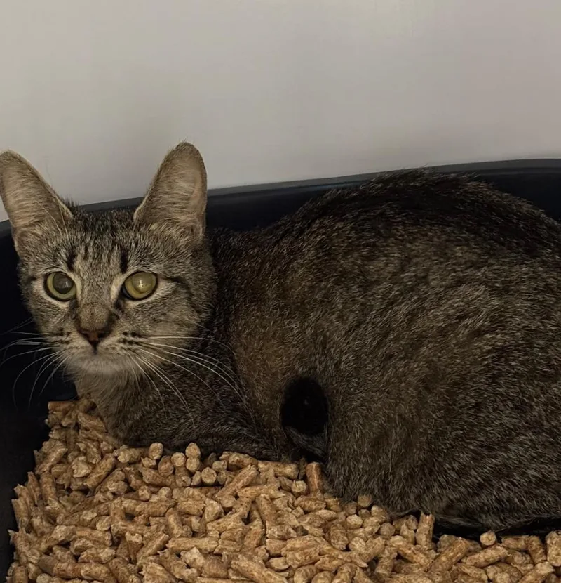A young medium-sized female Domestic Short Hair cat named Mama Yimir for adoption in Peoria, AZ