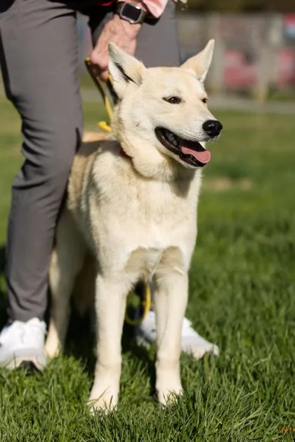A baby medium-sized female Mixed Breed dog named Aspen for adoption in West Chester, PA