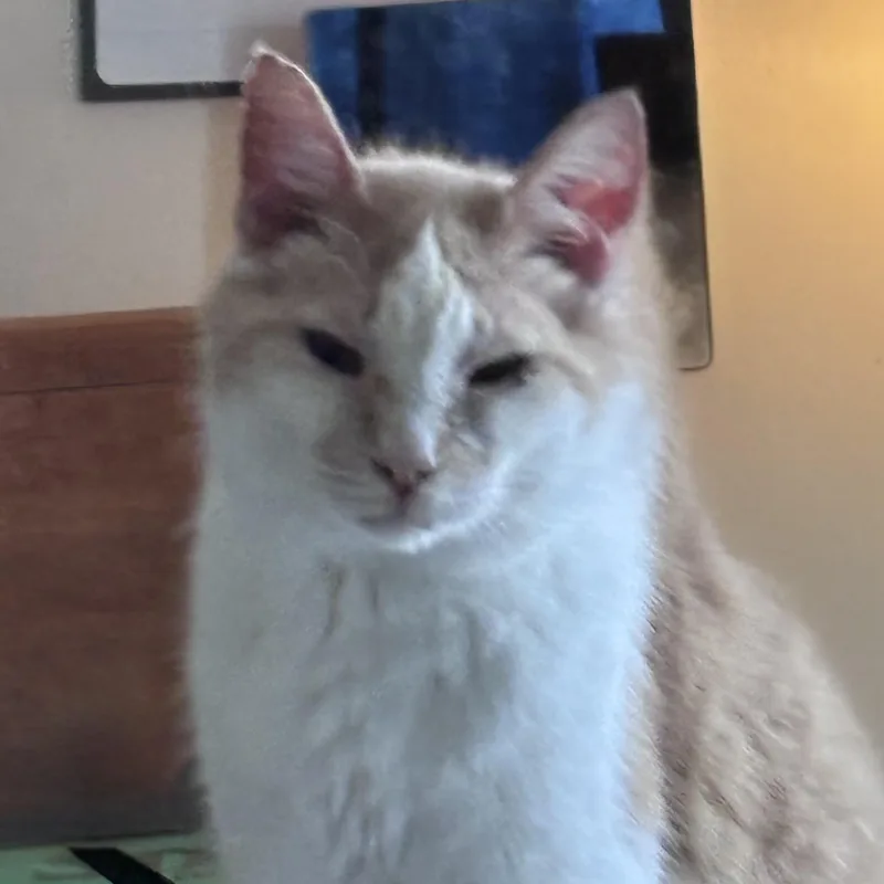 An adult medium-sized male Orange & White Domestic Short Hair cat named Oliver for adoption in Kirklin, IN