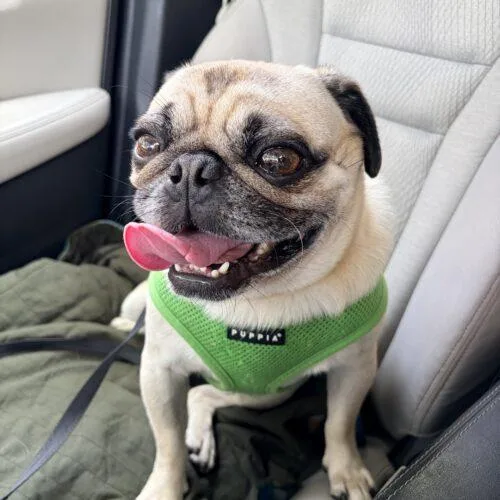 A young small-sized male Yellow / Tan / Blond / Fawn Pug dog named Rowan for adoption in Seattle, WA