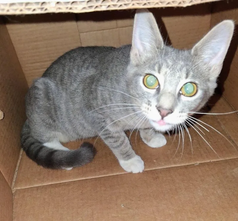 A baby small-sized female Gray / Blue / Silver Domestic Short Hair cat named Nala for adoption in Hudson, NH