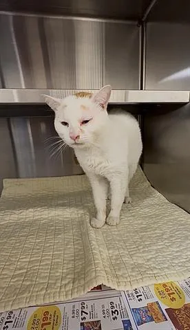An adult medium-sized male American Shorthair cat named A for adoption in Houston, TX