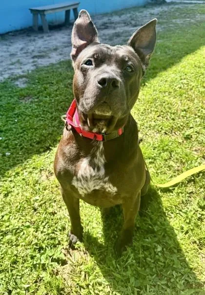 An adult large-sized male Mixed Breed dog named Max for adoption in Vero Beach, FL