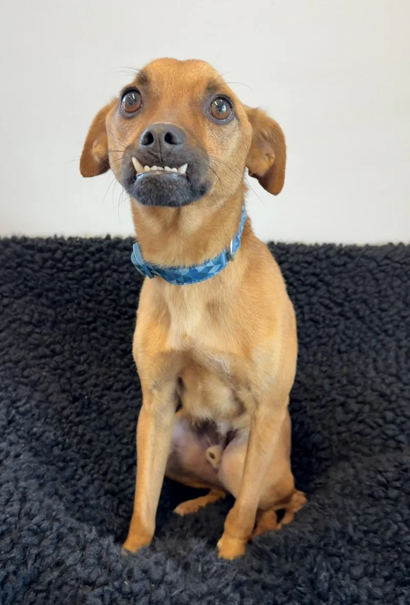 A young small-sized male Red / Chestnut / Orange Terrier dog named Ricky for adoption in Lawrenceville, GA