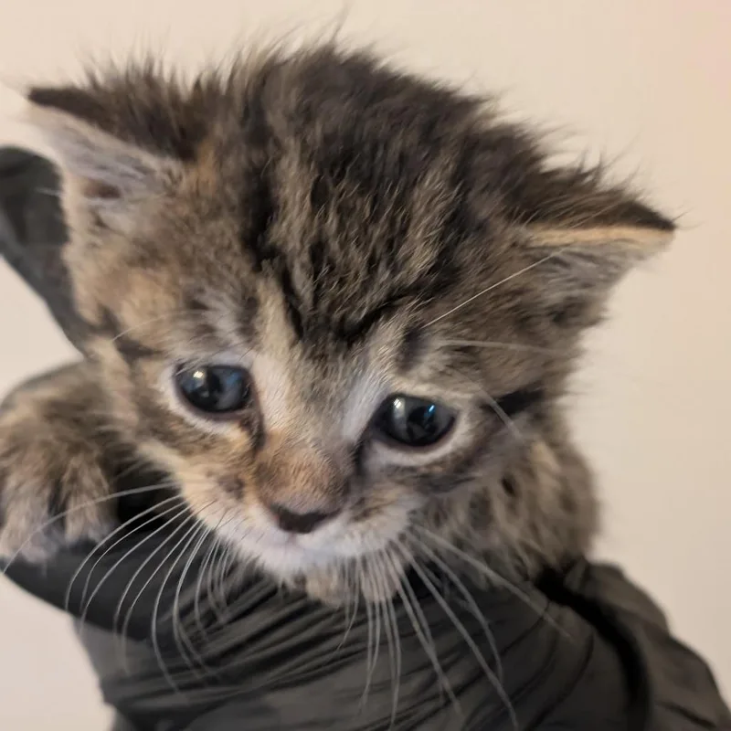 A baby small-sized female Domestic Short Hair cat named Soup for adoption in Portage, MI