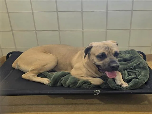 An adult large-sized male Mastiff dog named Shrimp Taco for adoption in Derwood, MD