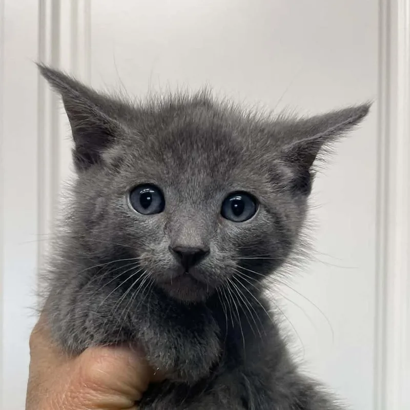 A baby small-sized female Gray / Blue / Silver Domestic Short Hair cat named Olive for adoption in Hemet, CA