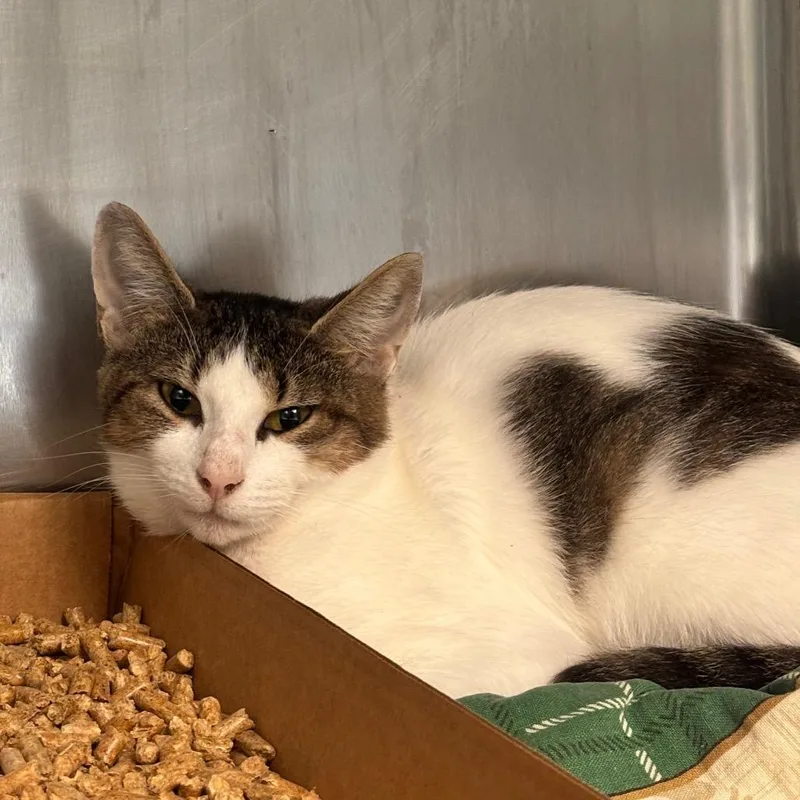 An adult medium-sized female Domestic Short Hair cat named Ivy for adoption in Birdsboro, PA