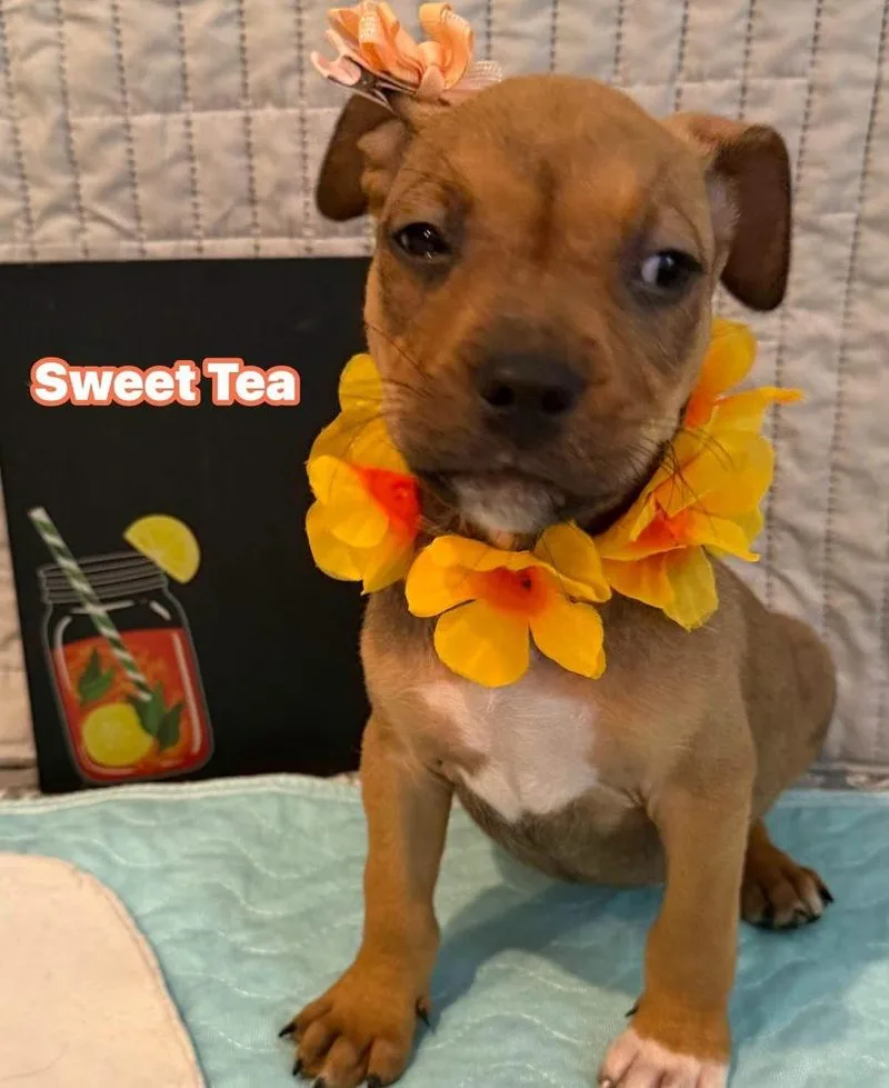 A baby small-sized female White / Cream Pit Bull Terrier dog named Sweet Tea for adoption in Scranton, PA