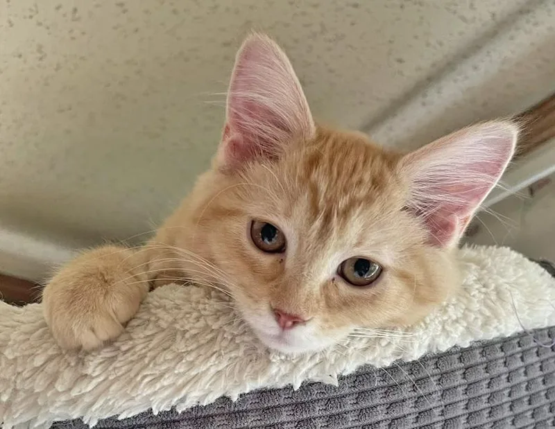 A young small-sized female Tabby (Orange / Red) Domestic Short Hair cat named Buttercup for adoption in Columbus, IN
