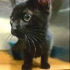 A baby small-sized female Black Domestic Short Hair cat named Pam for adoption in Marietta, GA