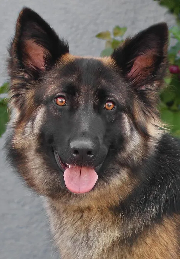A young large-sized female Black German Shepherd Dog dog named Bella Von Bielefeld for adoption in Los Angeles, CA