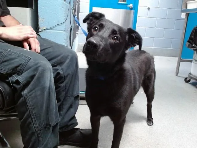 An adult medium-sized female Labrador Retriever dog named Meatloaf for adoption in Albuquerque, NM