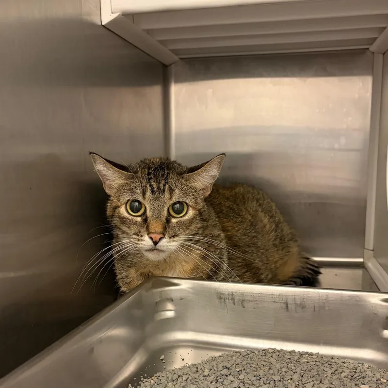 An adult large-sized female Torbie Domestic Short Hair cat named Martha for adoption in Council Bluffs, IA