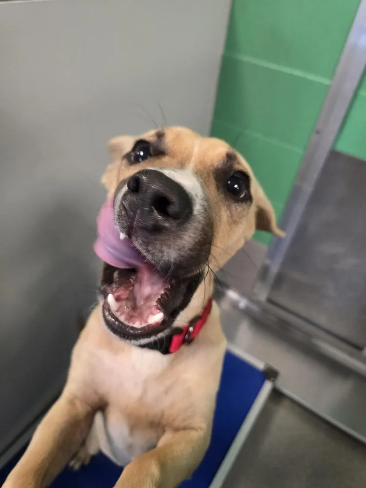 A young medium-sized male Tricolor (Brown, Black, & White) Mixed Breed dog named Atticus for adoption in Wellington, KS