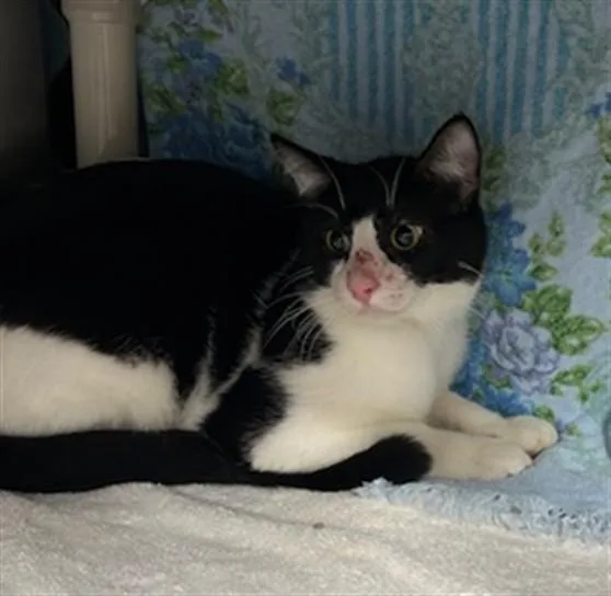 A young small-sized male Domestic Short Hair cat named Raffi for adoption in Derwood, MD