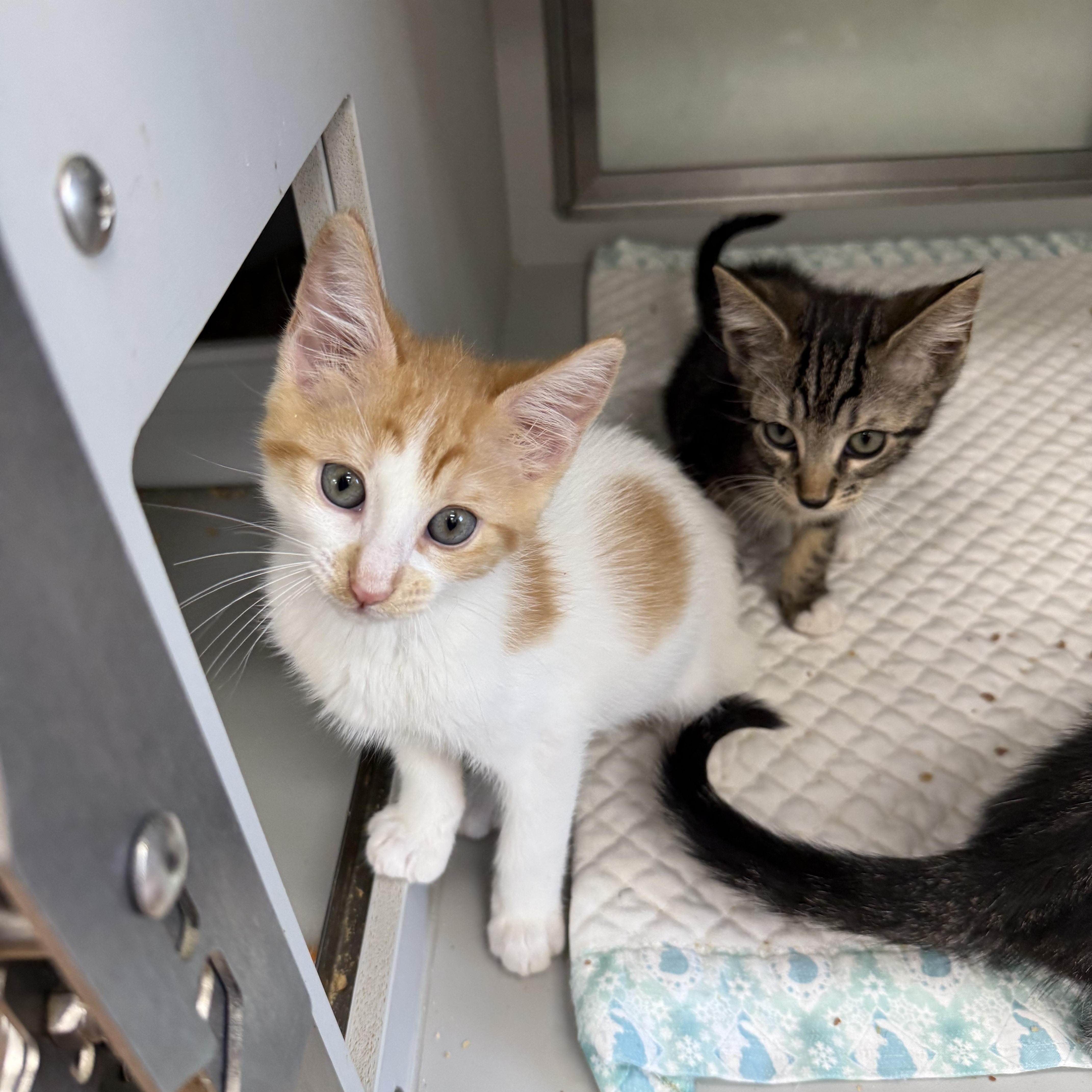 A baby medium-sized male Orange & White Domestic Short Hair cat named Pastelito Flan for adoption in Miami Beach, FL