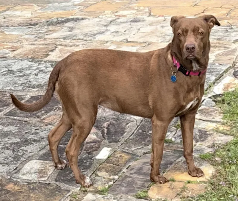 A senior medium-sized female Brown / Chocolate Labrador Retriever dog named Patty for adoption in Amherst, MA
