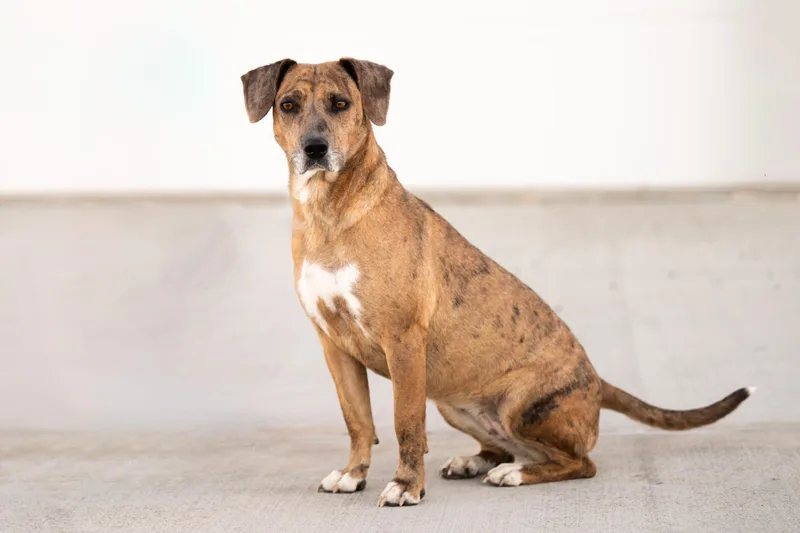 Aki: Ridge Dog Graduate