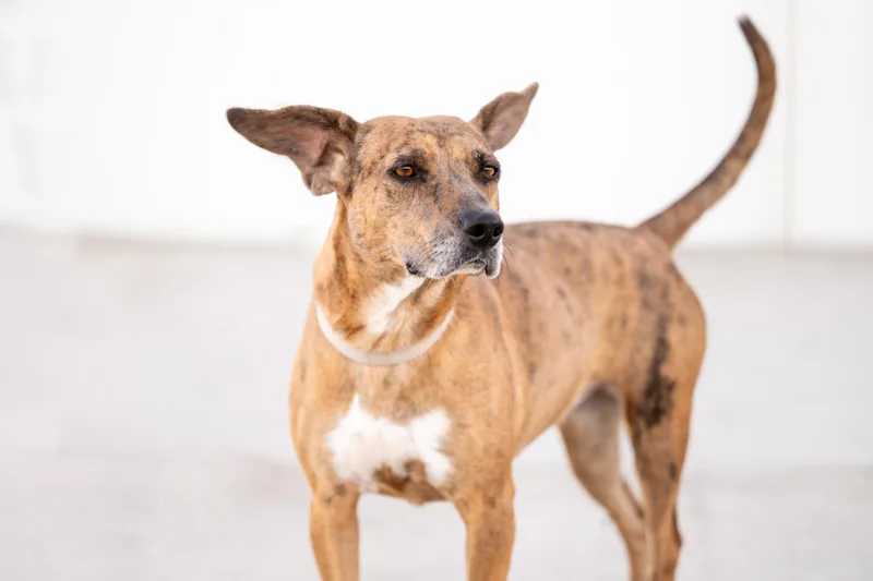 Aki: Ridge Dog Graduate thumbnail 4