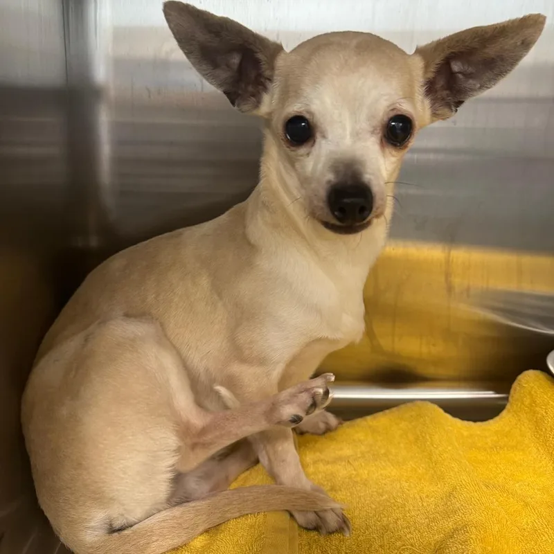 A young small-sized female White / Cream Chihuahua dog named Ada for adoption in Blue Ridge, GA