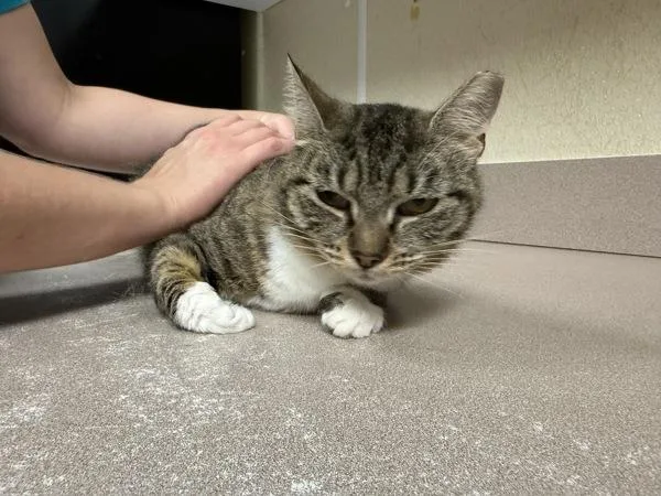 An adult small-sized female Domestic Short Hair cat named Horseshoe Crab for adoption in Salisbury, MD