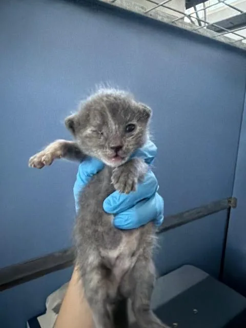 A baby small-sized female Domestic Short Hair cat named Princess Bubblegum for adoption in San Bernardino, CA