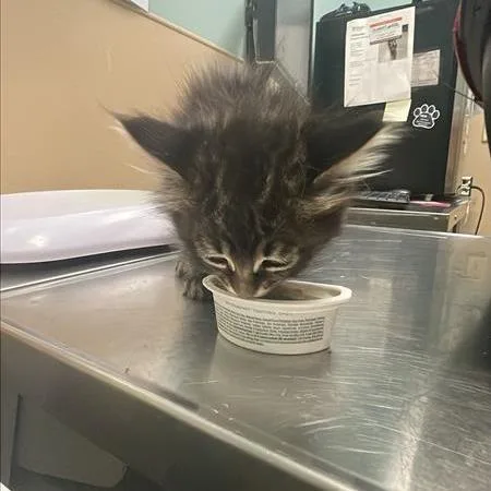 A baby small-sized male Black Domestic Short Hair cat named Foundation for adoption in Tacoma, WA