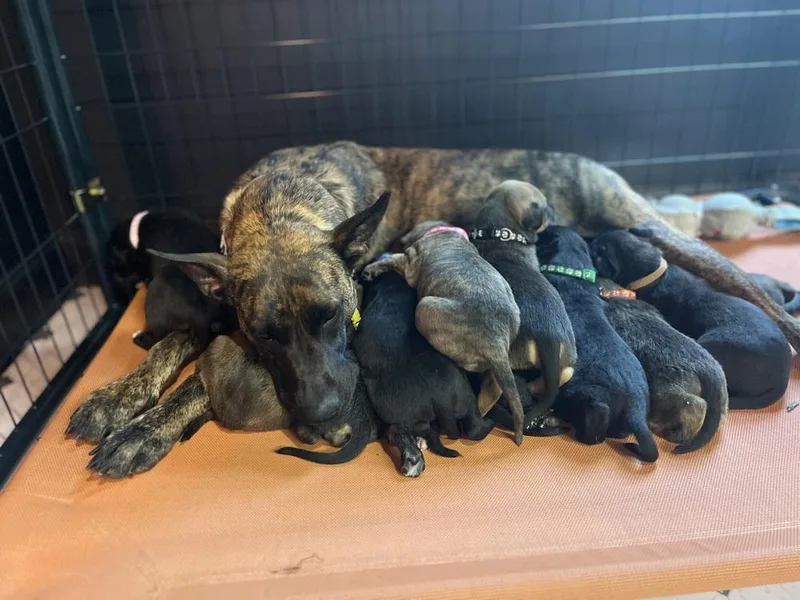 Booktok Fantasy Litter 