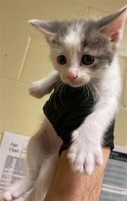 A baby small-sized female Domestic Short Hair cat named Jessie for adoption in Sacramento, CA