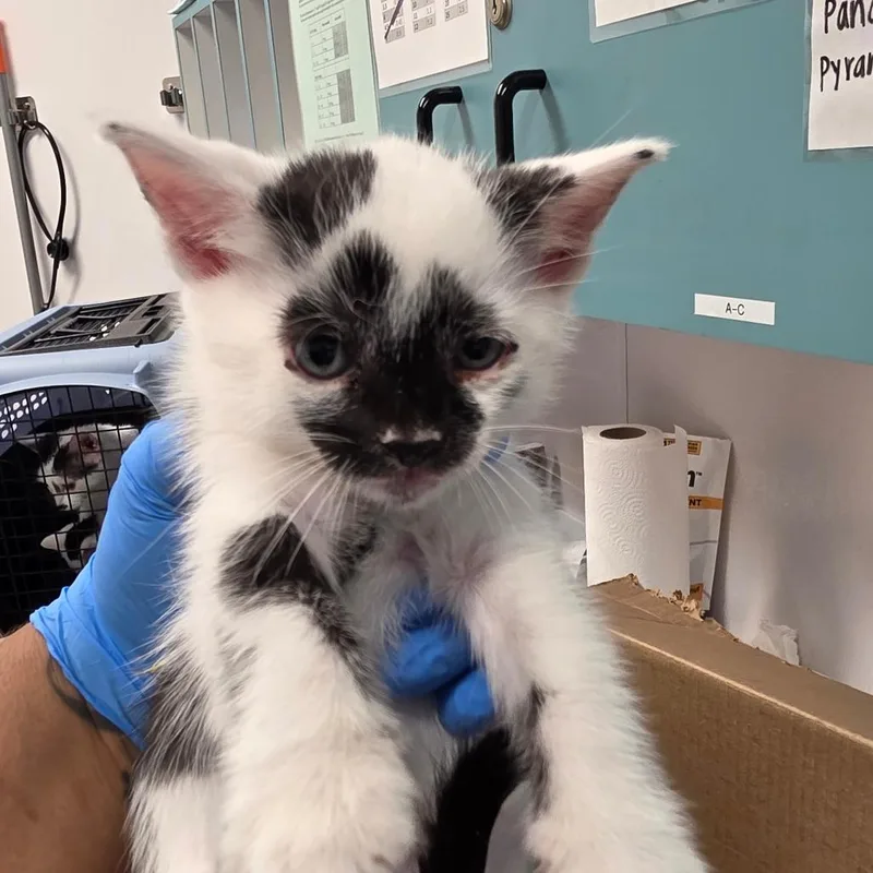 A baby small-sized male White Domestic Short Hair cat named Doodle for adoption in Tampa, FL