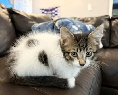 A baby small-sized male White Domestic Medium Hair cat named Spots for adoption in Kansas City, MO