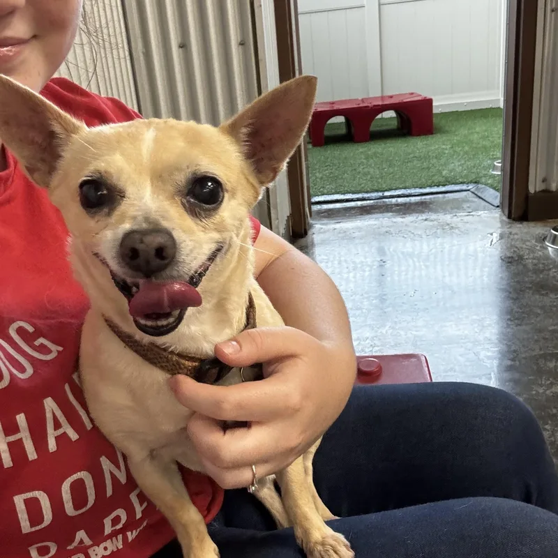 An adult small-sized male Apricot / Beige Chihuahua dog named Peanut for adoption in Baker, LA