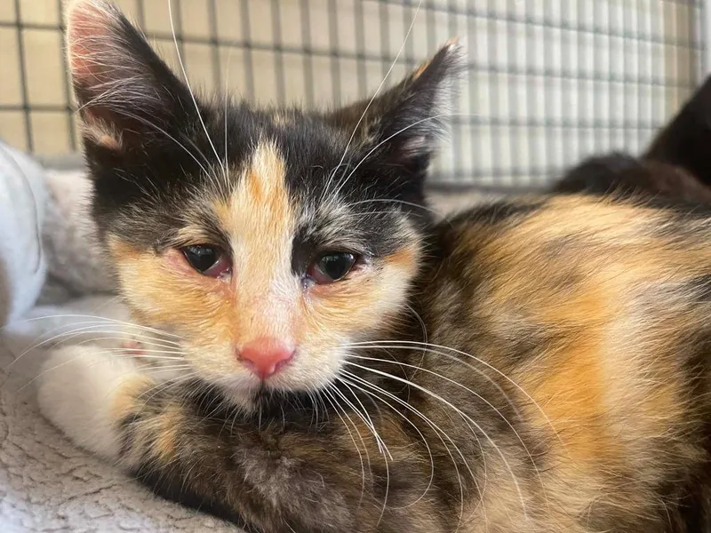 A baby small-sized female Domestic Medium Hair cat named Ivy for adoption in Green River, WY