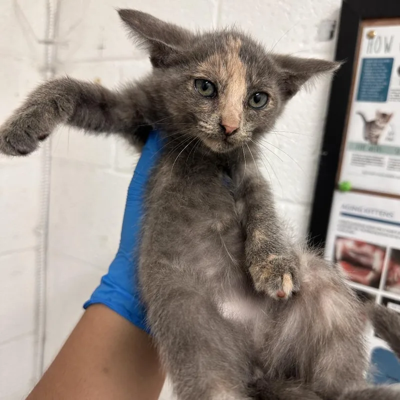 A baby small-sized female Gray / Blue / Silver Domestic Short Hair cat named Naan for adoption in Edinburg, TX
