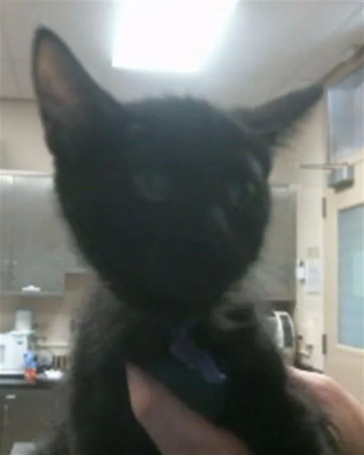 A baby small-sized female Domestic Short Hair cat named Licorice for adoption in Sacramento, CA