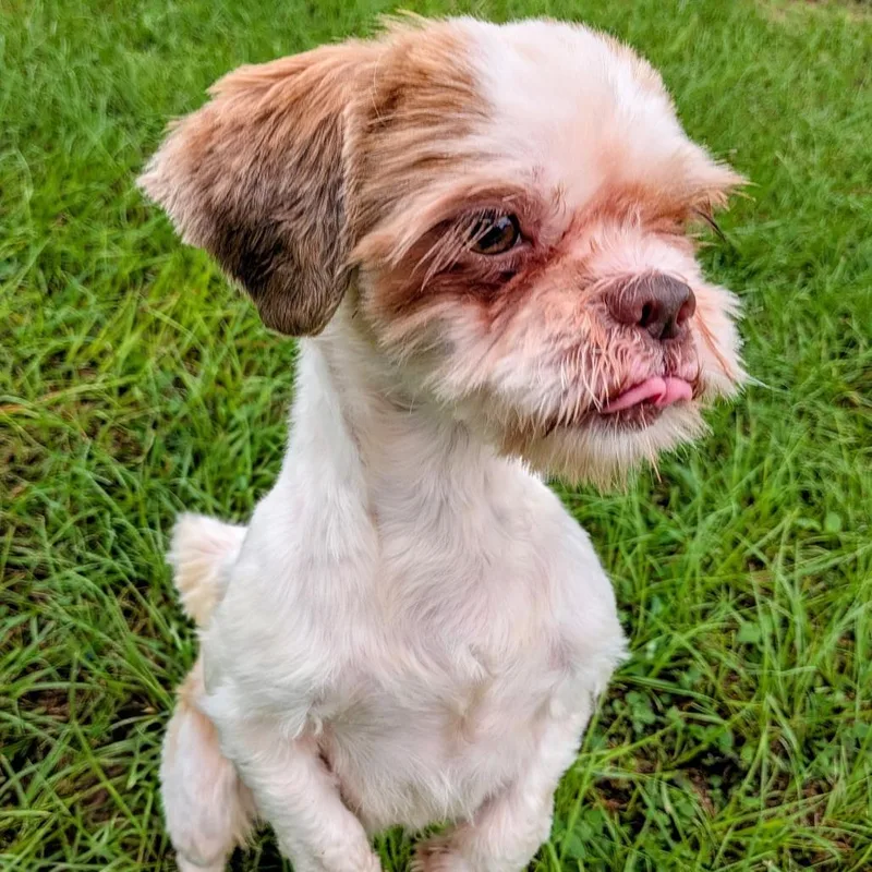 An adult small-sized male Yellow / Tan / Blond / Fawn Shih Tzu dog named Chopper for adoption in Houston, TX